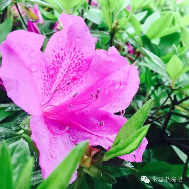 空山新雨,永嘉书院 空山新雨,永嘉书院